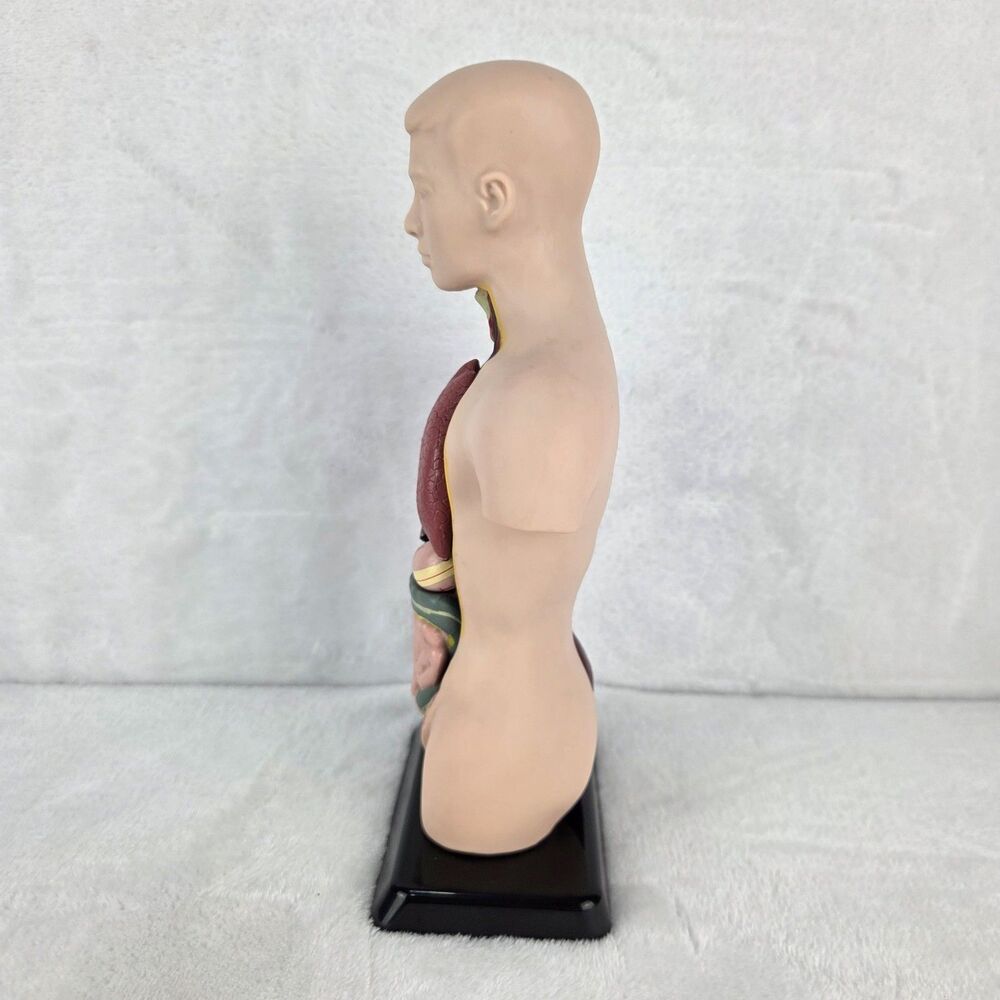 Lakeshore Fascinating Facts Human Body Game Anatomy Model Complete 2013 GG114 - Picture 6 of 13